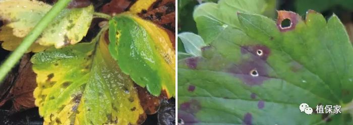 大棚草莓常见病虫害防治方法,南京地区草莓病虫害防治的现状