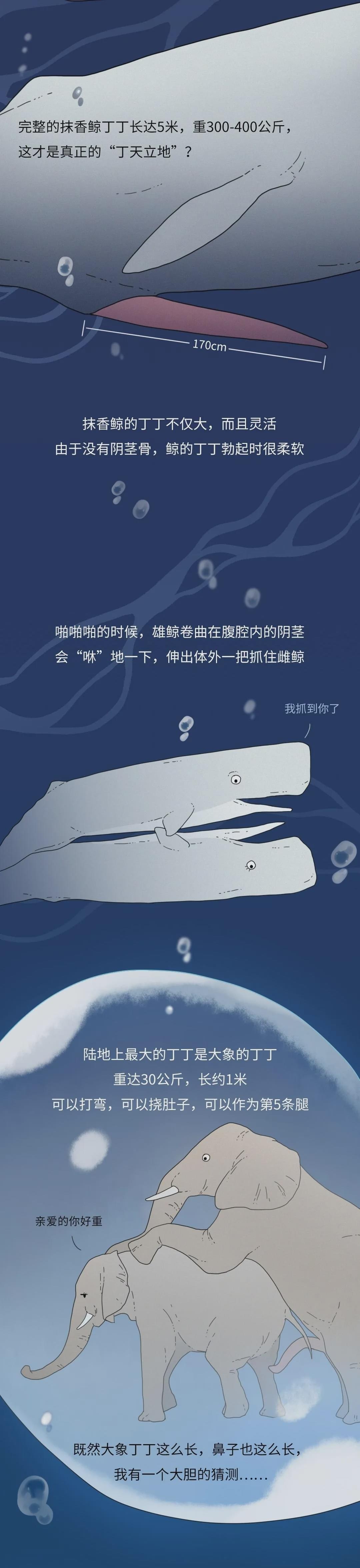 为什么同样是丁丁,差距却这么大?34cm竟然排垫底