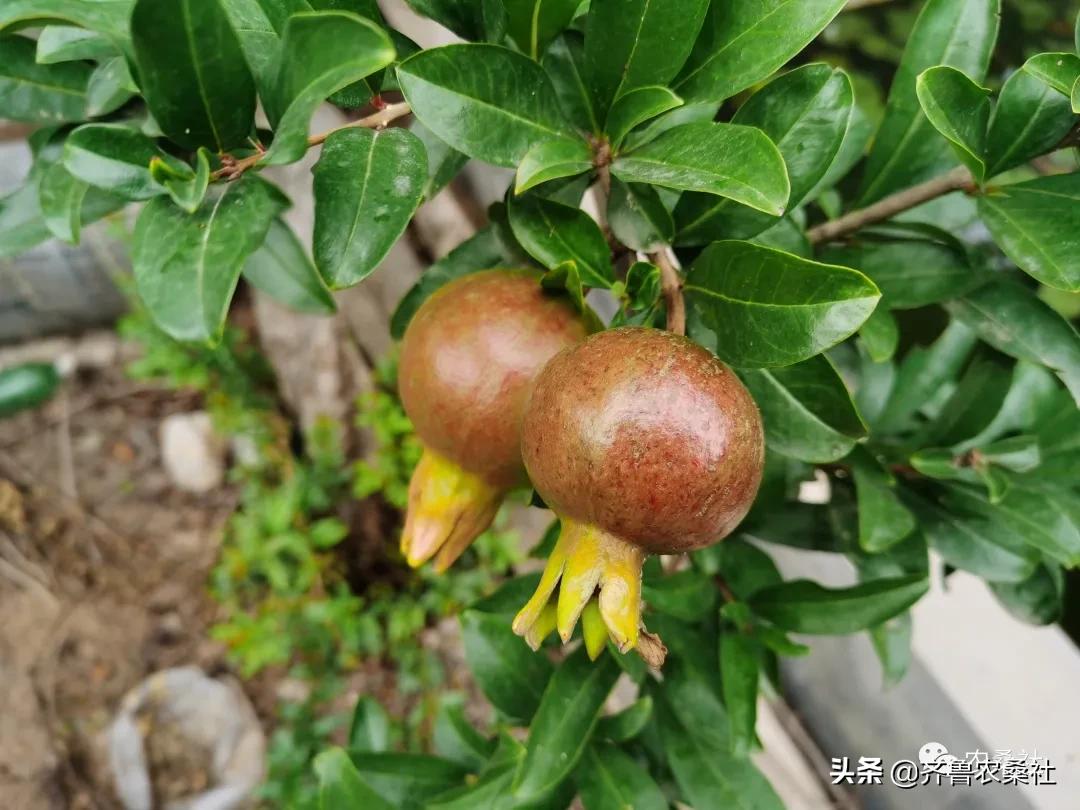 青州民宿桐峪里价格,青州桐峪里民宿有树屋吗