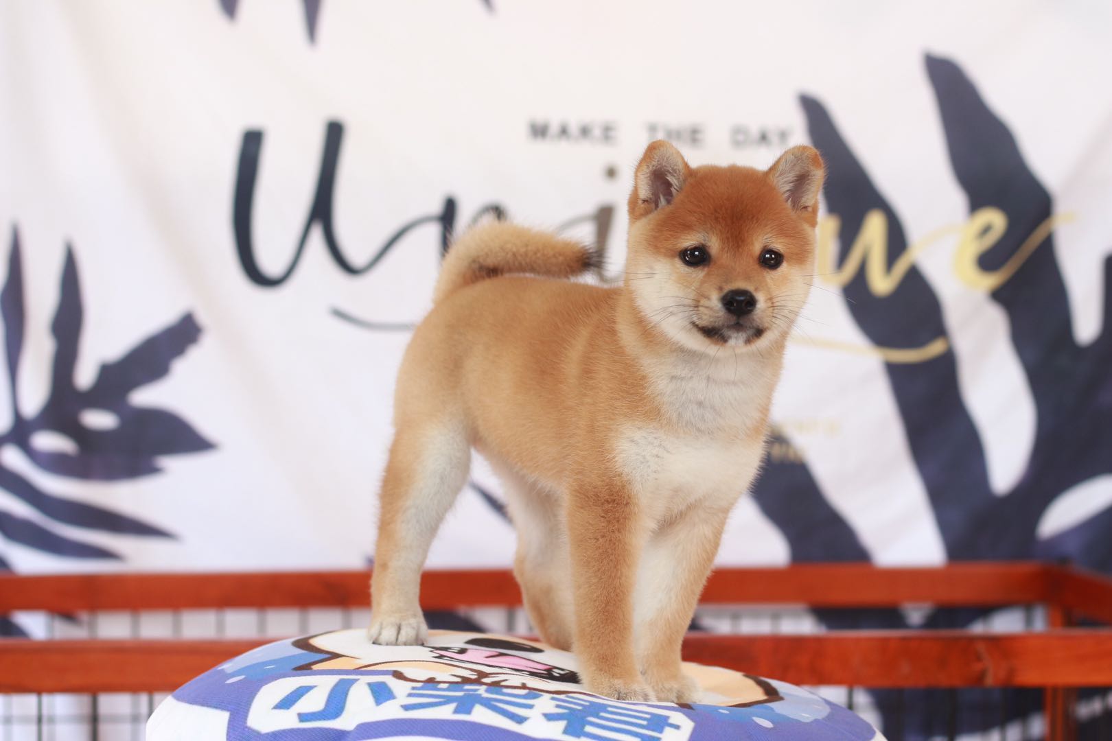 柴犬好养吗优缺点有哪些,柴犬好养吗性格如何