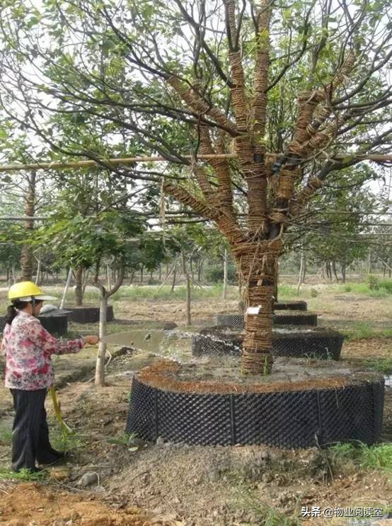 小区绿化养护一般做哪些工作,小区绿化养护需要什么资质