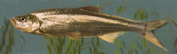 路亚翘嘴新手入门,路亚翘嘴新手入门教学