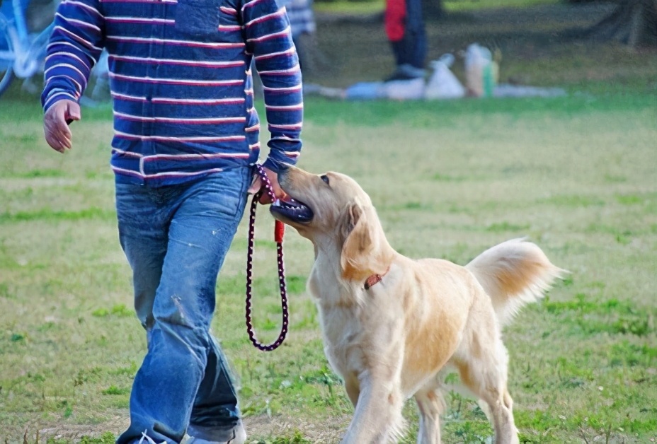 狗狗6大动作训练,学会更利于饲养生活