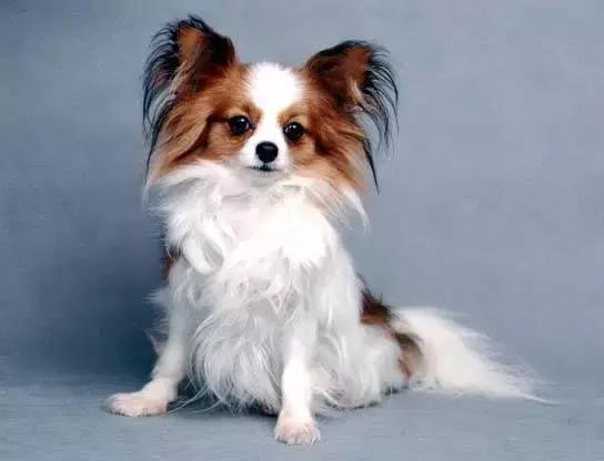 身价最高的狗,身价20亿的狗