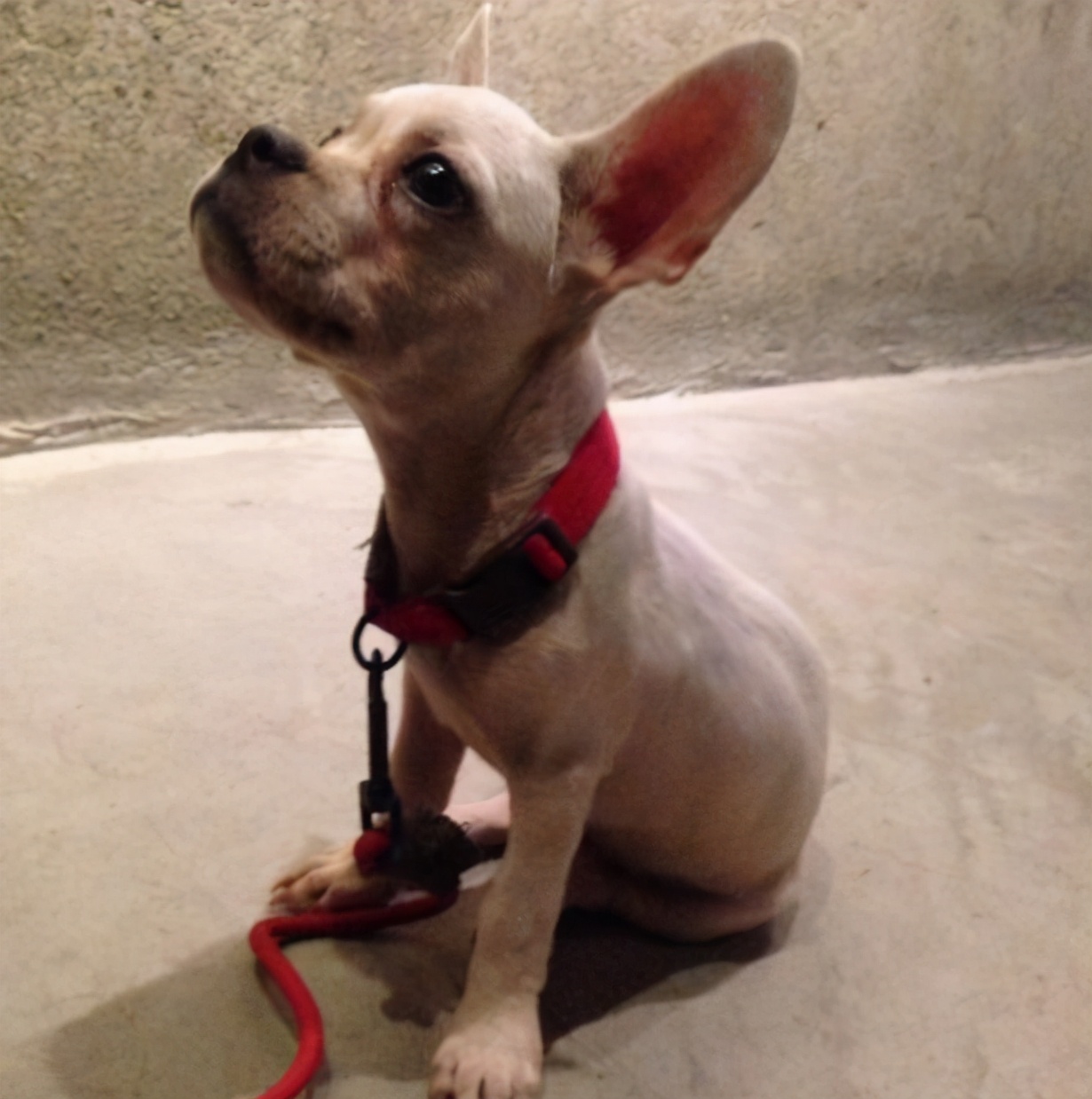 狗狗偏瘦吃什么增重,边牧狗狗偏瘦怎样才能喂胖