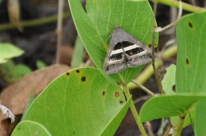传说中的蛊虫真的有吗,传说中的扑棱蛾子