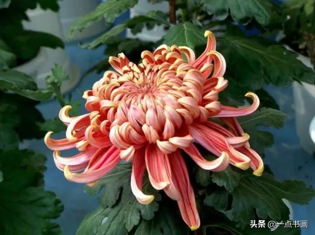 国画菊花画法步骤图解,国画菊花品种大全