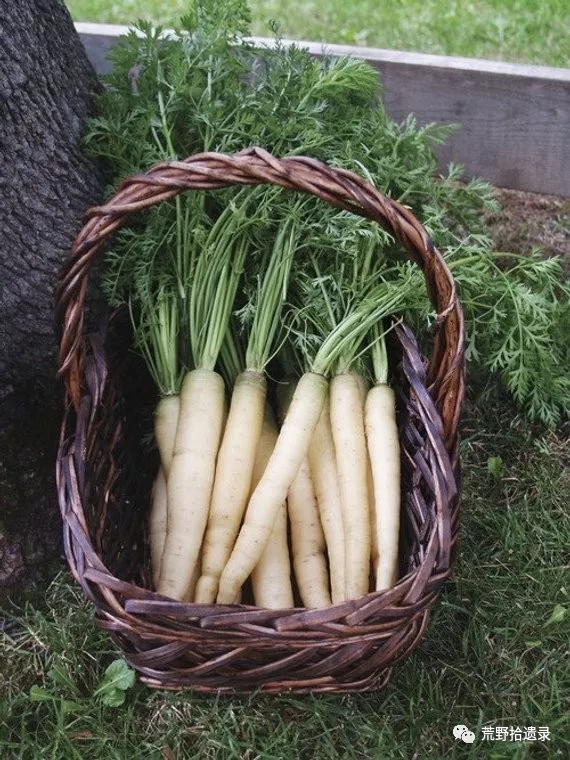 你知道胡萝卜是怎么来的吗,胡萝卜的演化史