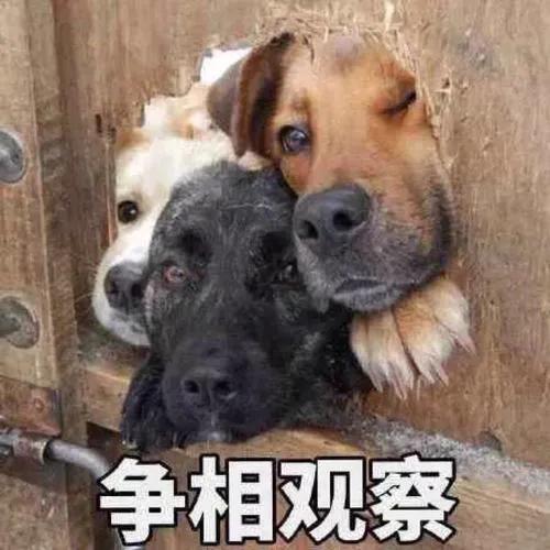 吃瓜沙雕表情包,征服买瓜表情包