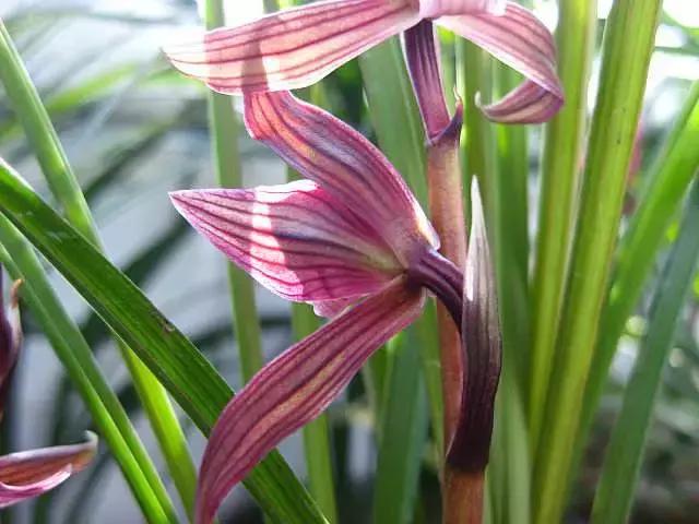 疯狂的兰草,疯狂的兰草完整视频