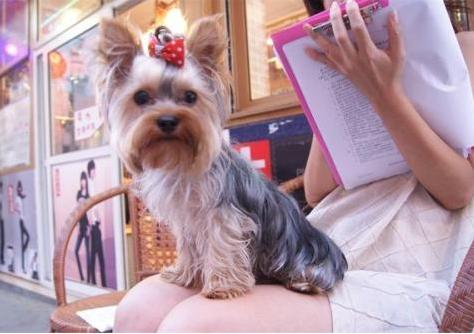 约克夏好养吗饲养约克夏正确方法,饲养狗狗的5大误区