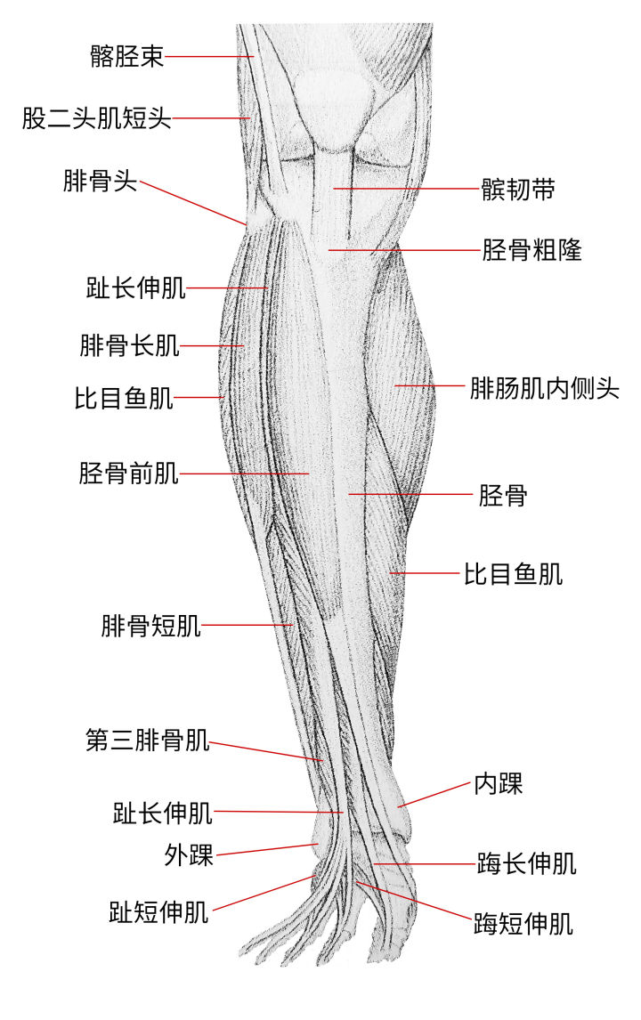 练习人体结构画法,人体腿结构画法