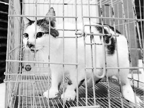 爱猫不慎走失，原因令主人伤心，铲屎官应学两种寻猫小方法！