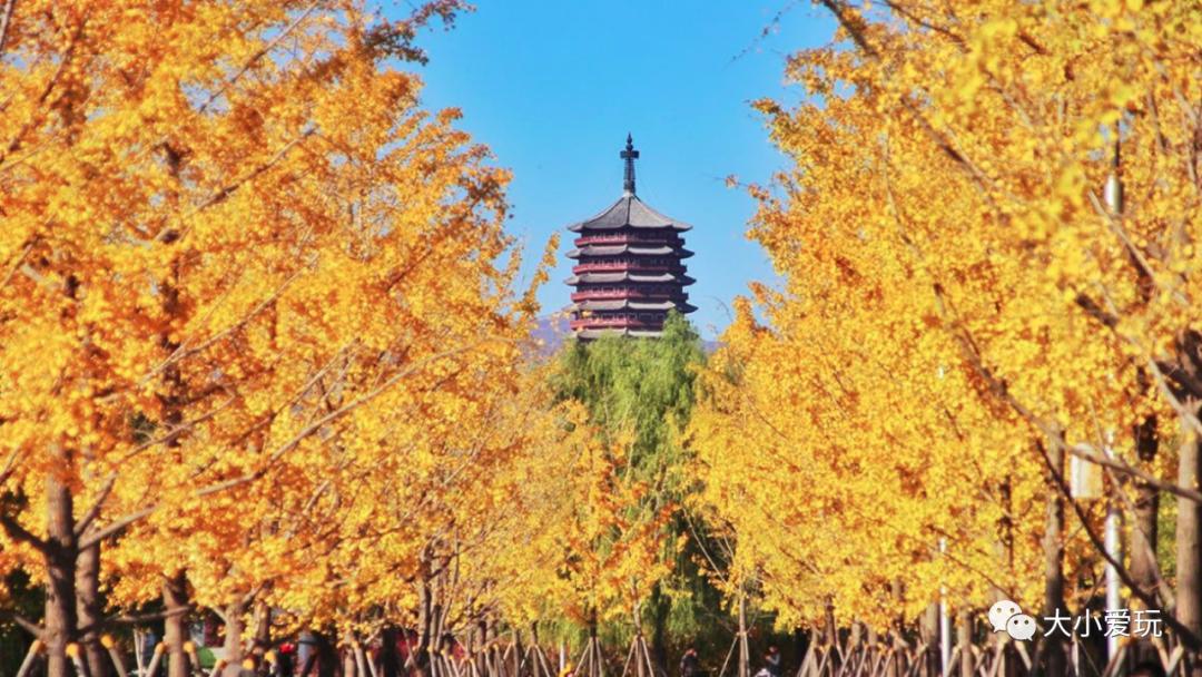 北京红螺寺银杏最佳观赏时间,北京赏银杏景区有哪些