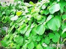 中药药材大全及功效,补肾中药大全及功效