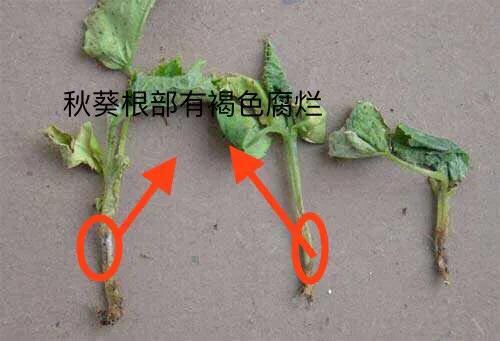 大棚秋葵种植技术大全,大棚种植秋葵一年可种几茬