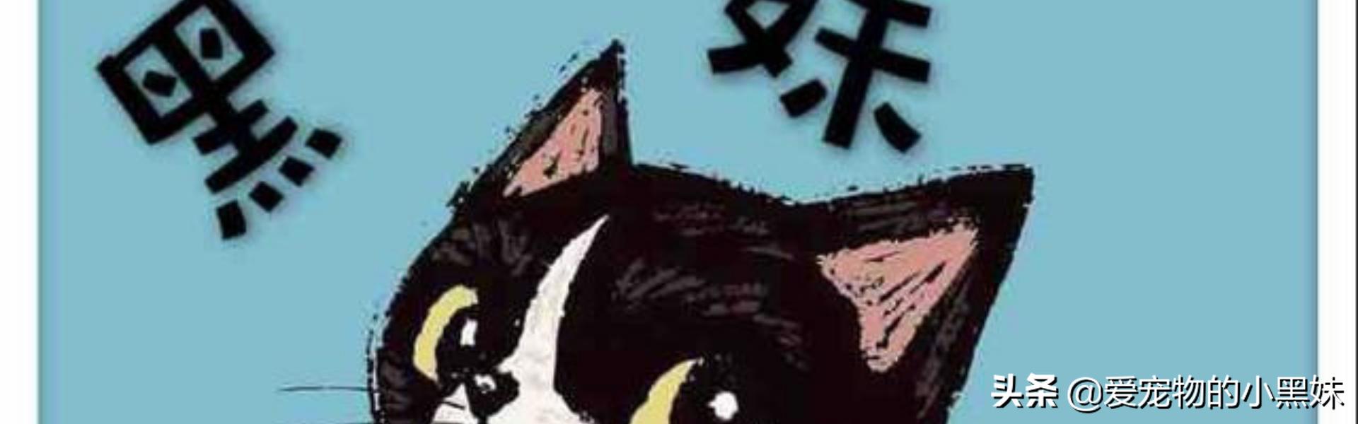 如果要养猫的话怎么养猫咪呀,如果要养小猫养什么品种的