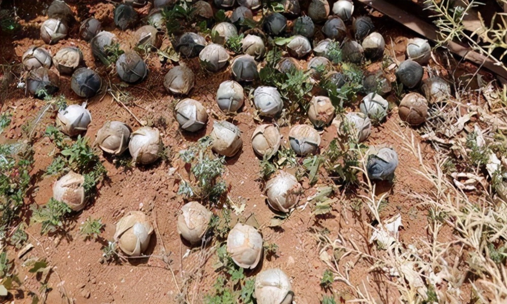 集束炸弹为啥能击穿坦克,集束炸弹为什么能炸坦克