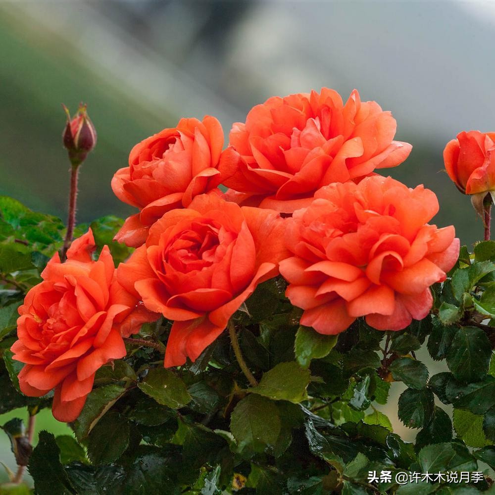 月季扦插长出愈伤组织后多久生根,如何判断月季是根瘤还是愈合组织