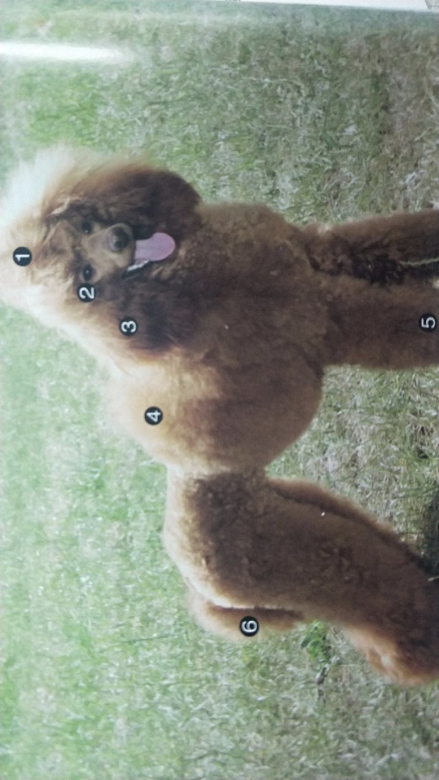 贵宾犬各种病症,贵宾犬传染病一览表