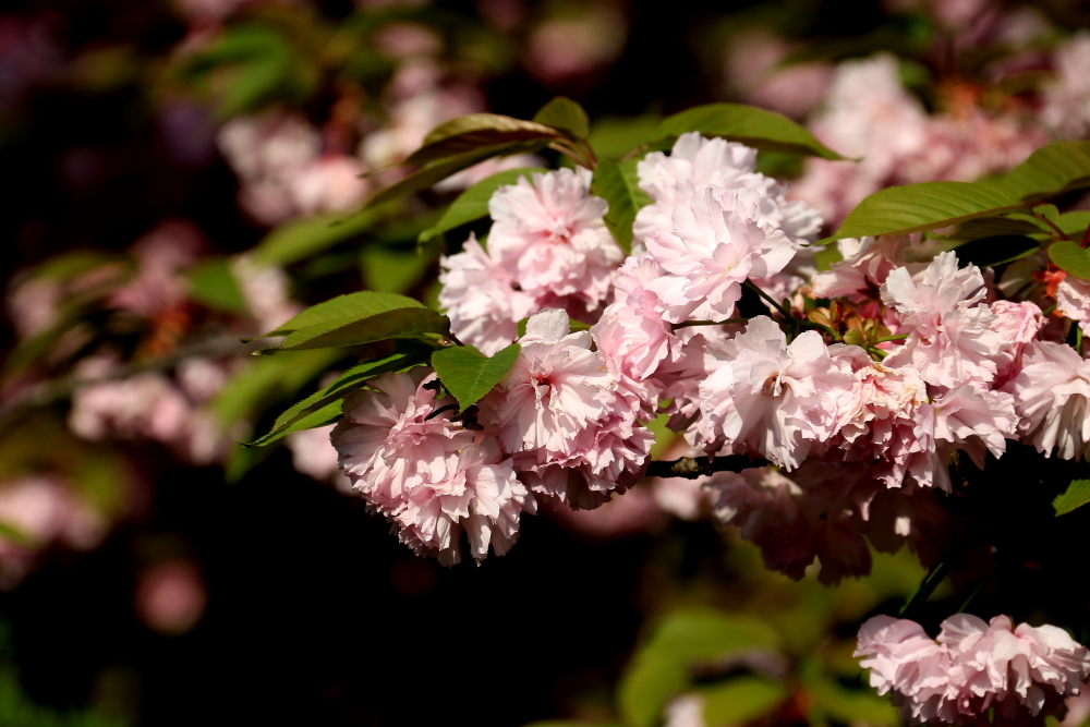 口琴月牙五更,口琴独奏月牙五更简谱