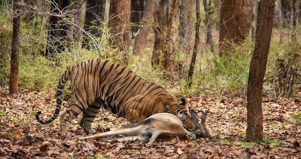 东北虎扑倒老太太,东北虎扑倒女子