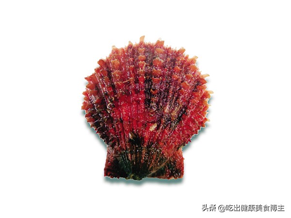 哪里的干贝最好吃最出名,干贝是哪种海鲜制成的