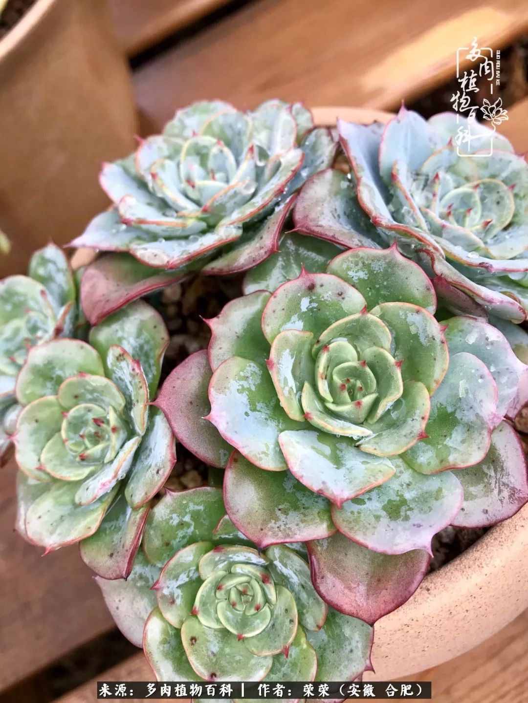 入秋后多肉是露养好还是室内养好,入夏后露养的多肉要搬进室内吗