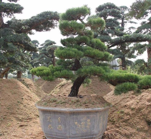 苗价格最新行情,哪4种东西将迎来涨价