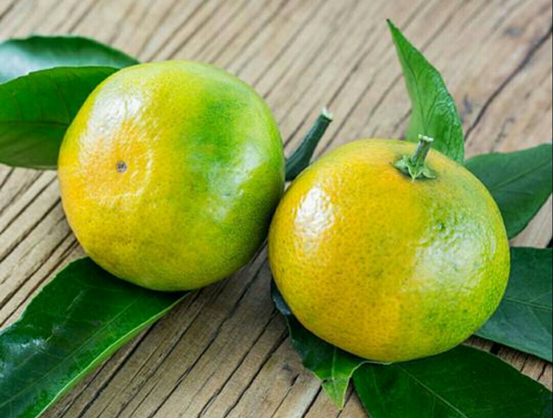 盆栽金桔掉叶掉果怎么办,盆栽金桔树冬天落叶落果