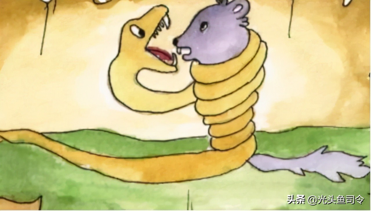 缅甸蟒长大后的天敌除了人有哪些,缅甸蟒喜欢什么样栖息环境