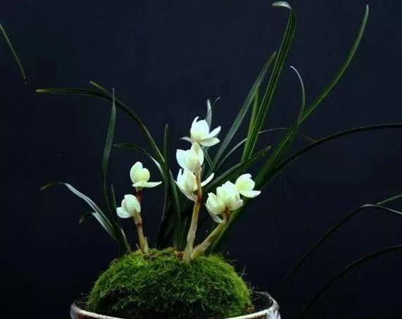 这才是世界上最贵的花卉,君子兰最便宜的花卉