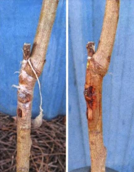 桃树苗7月份成熟品种,桃树苗品种如何选择