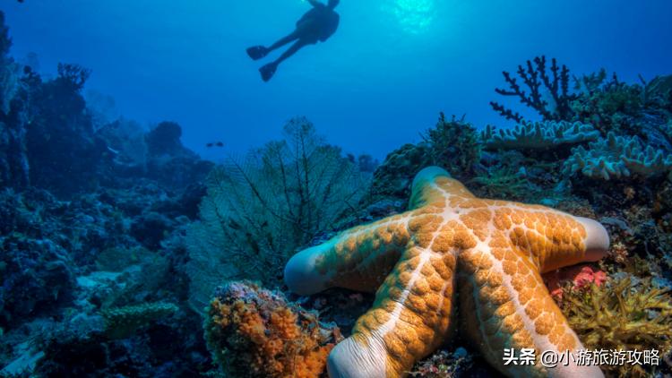 潜水小白必看,潜水圣地三天旅游攻略