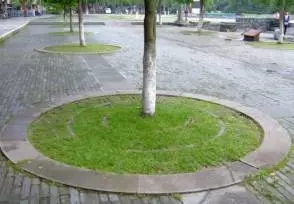 大树移植机视频大全,大树移植的正确方法