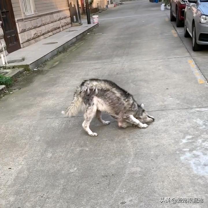 流浪哈士奇偷吃狗粮,哈士奇被饿骨瘦如柴