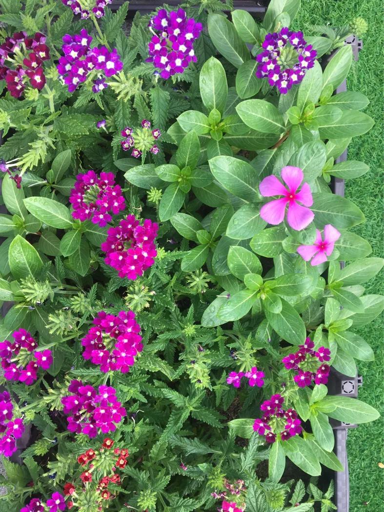 厦门曾厝垵民宿招聘前台,厦门曾厝垵民宿怎么样