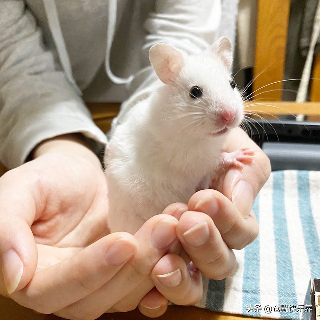 仓鼠“离家出走”是本性，经历过寒冷与饥饿后，鼠鼠选择了回笼
