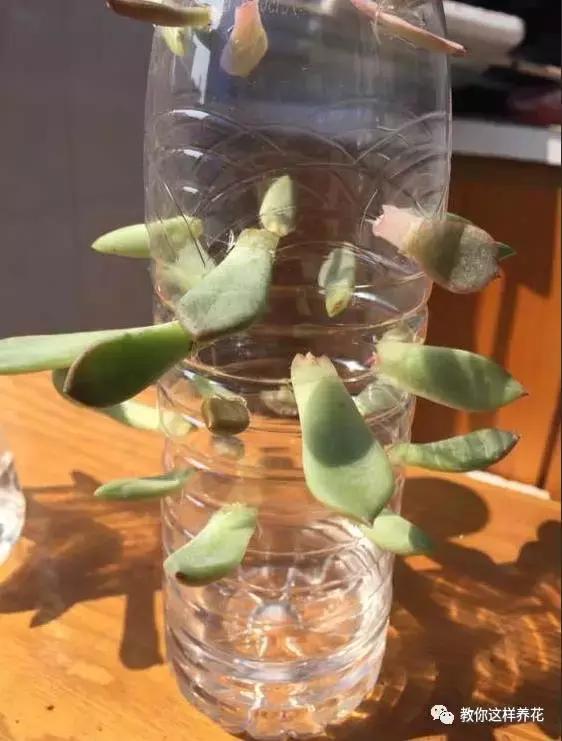 塑料瓶扔了就是扔钱！用来养花就是宝贝，看到了快捡！