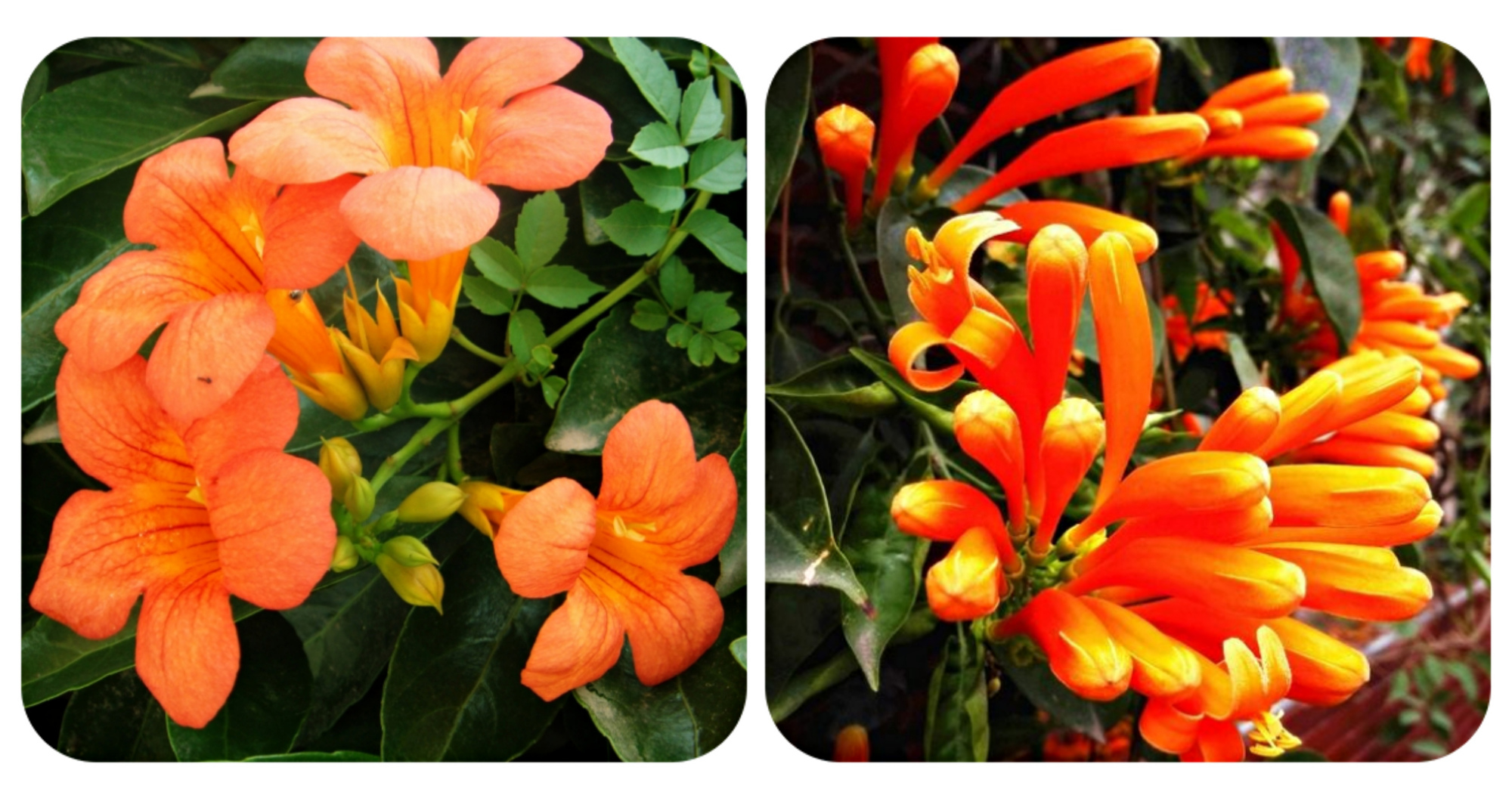 绿化带常见植物名称及图片,100种绿化带或路边常见的花草