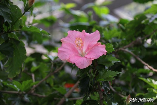 桑叶牡丹花苞小是怎么回事,桑叶牡丹为何花苞还未开就掉落了