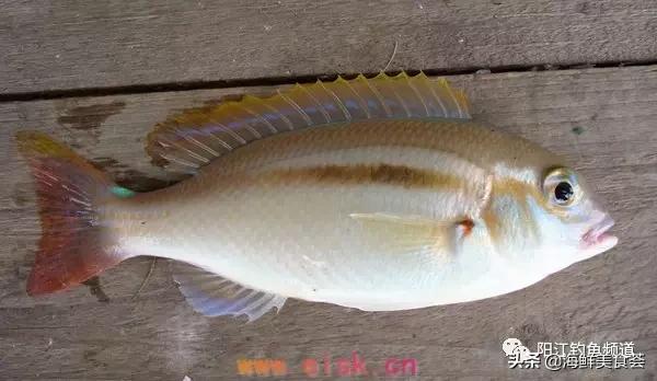 十种最受欢迎的海鱼,钓鱼人最爱的海鱼