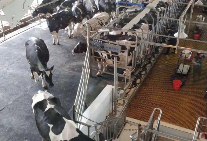 风靡香港79年，连续获得本土牛奶品牌销冠，今天带你解密维记牛奶