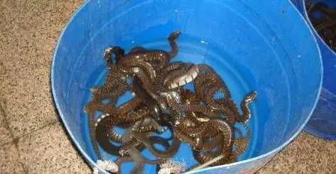 广东人一日三餐美食,广东人的日常美食生吃