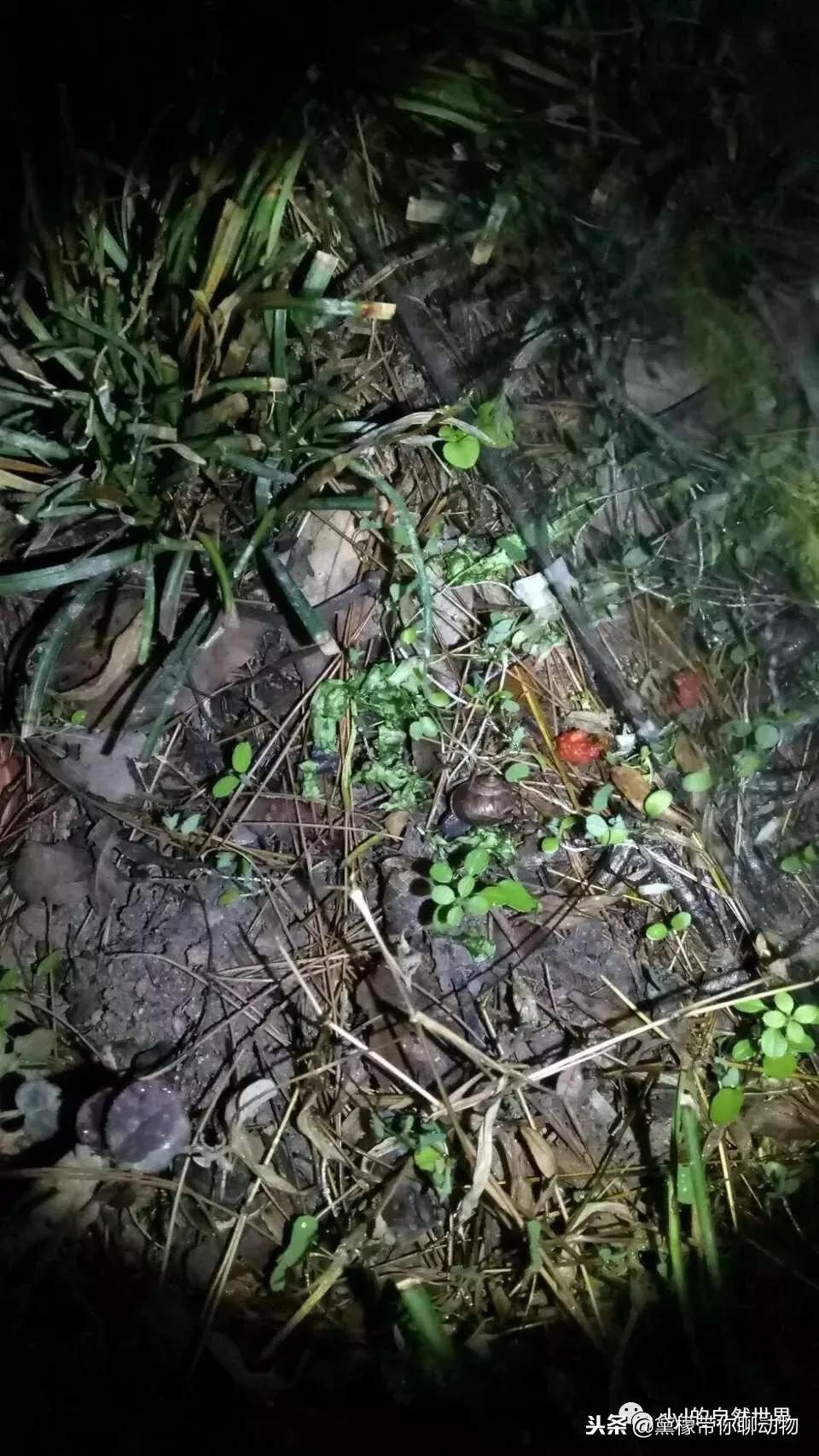 丛林造景黄缘龟池设计图大全,龟宝宝黄缘龟生态缸造景教程