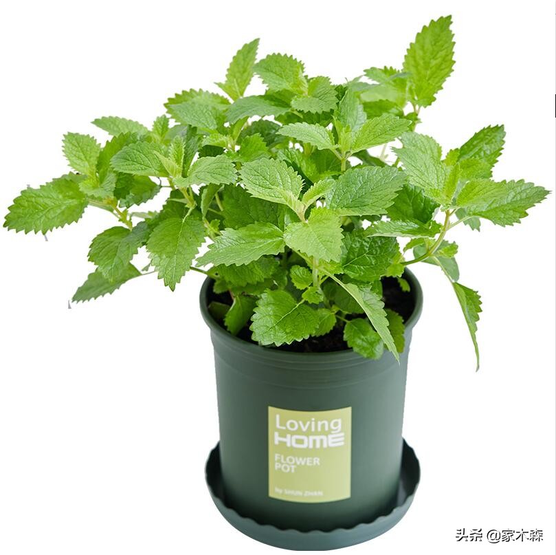 容易养活并驱蚊的植物,驱蚊虫最好的植物排行榜