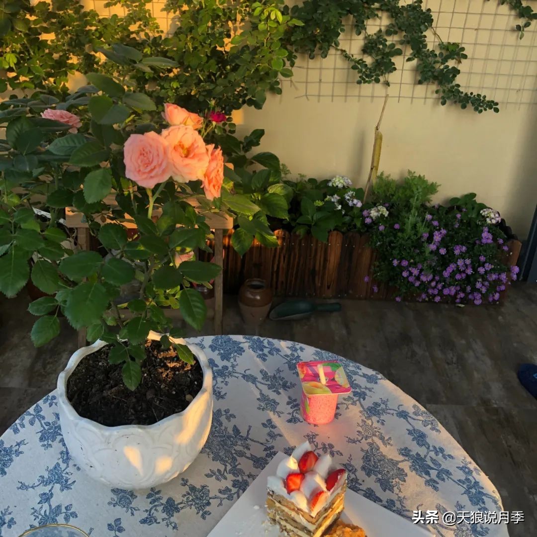 怎么打造露台小花园,如何打理自己的露台小花园