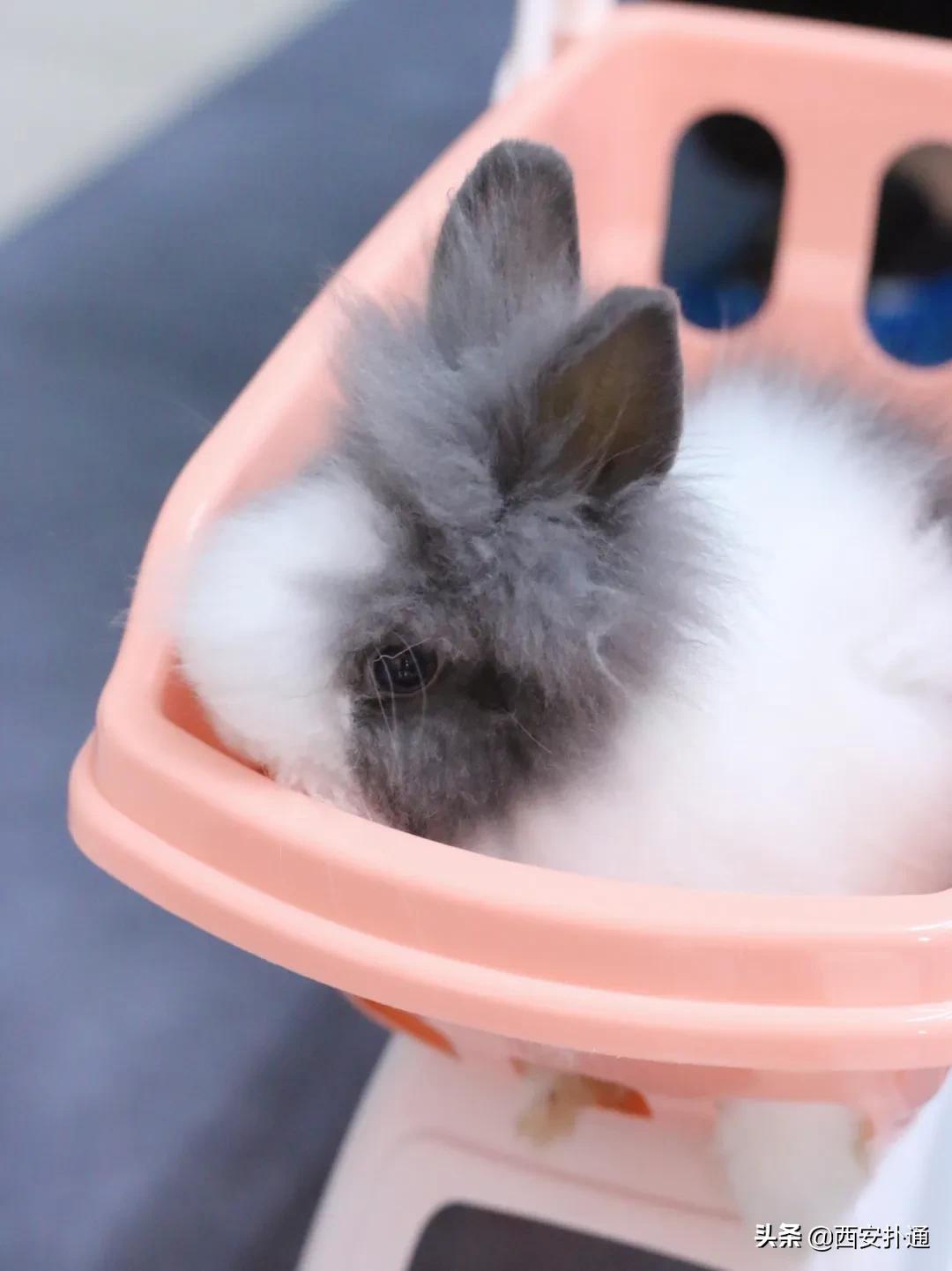 西安撸兔店,西安撸兔体验馆团购