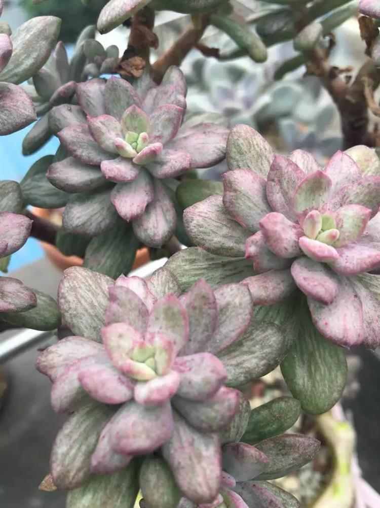 多肉长出侧芽怎么处理图解,多肉长侧芽怎么处理