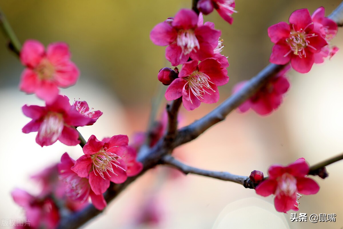 列子原文及译文朗读,列子杨朱篇译文